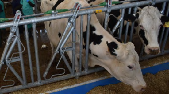 Webseminar OCV: Bienestar animal en granjas de vacuno lechero